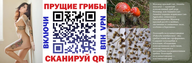 ссылка на мегу ССЫЛКА  Сясьстрой  Псилоцибиновые грибы Psilocybe 